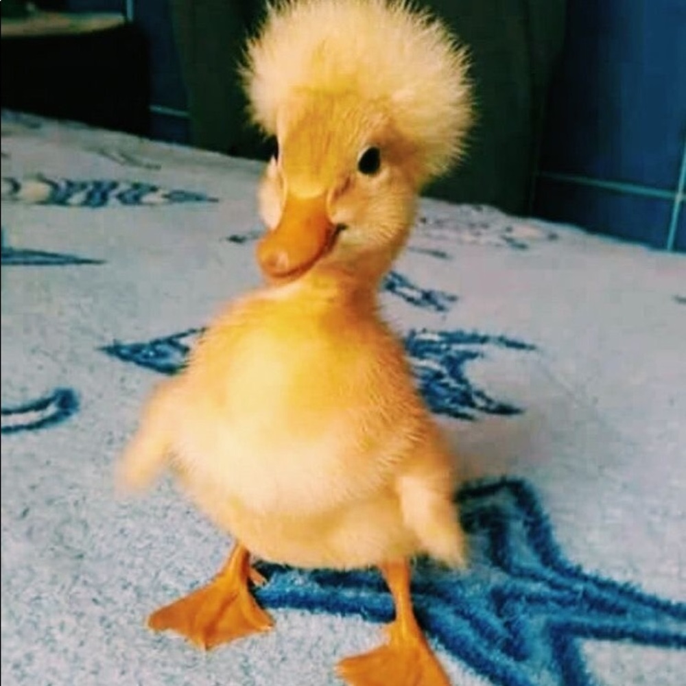 Meet your Posher, Taylor